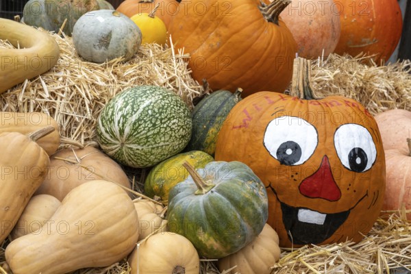 A pile of pumpkins on straw bales, some painted with a cheerful face, creates a colourful and fun autumn decoration, Münsterland, North Rhine-Westphalia, Germany