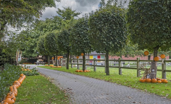 A rural footpath lined with trees and pumpkins in an autumnal atmosphere creates an idyllic mood, Münsterland, North Rhine-Westphalia, Germany