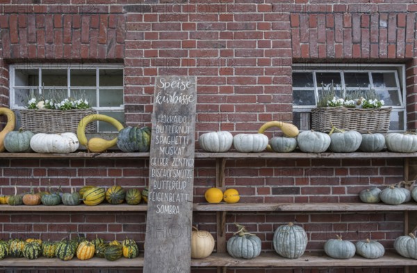 Stable window with floral decoration and pumpkins, North Rhine-Westphalia, Germany