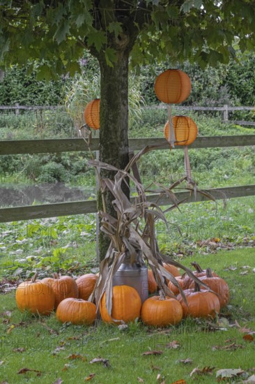 Autumn decoration with pumpkins and lanterns hanging in a tree, Münsterland, North Rhine-Westphalia, Germany