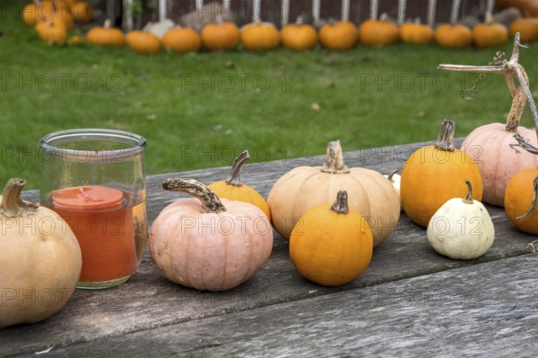 Various pumpkins lie on a wooden table in a garden next to a candle, creating a rustic autumnal atmosphere, Münsterland, North Rhine-Westphalia, Germany