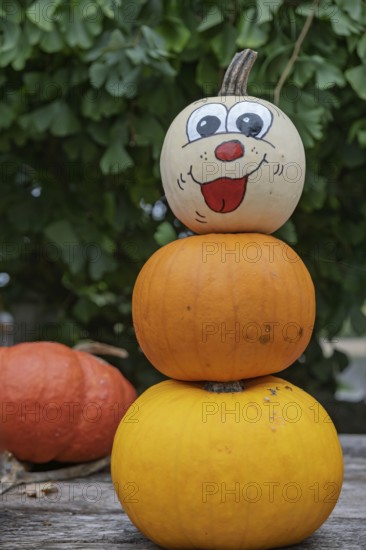 Painted pumpkin with cheerful face, pumpkin man, Münsterland, North Rhine-Westphalia, Germany