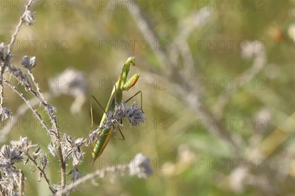 European mantis (Mantis religiosa), in a shrub, Burgenland, Austria