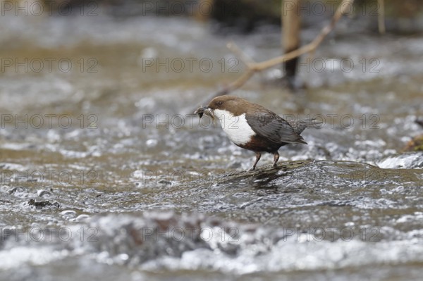 White-throated Dipper (Cinclus cinclus) standing with prey on a stone in the middle of a stream, the only native songbird that can also dive, wildlife, native nature, Wilnsdorf, North Rhine-Westphalia, Germany