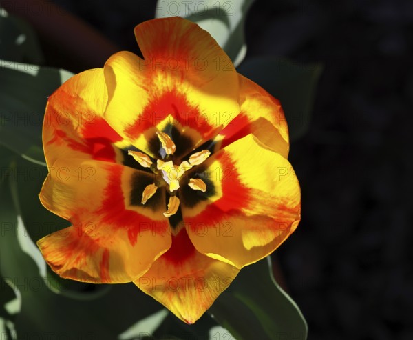 Pistil and stamens in a tulip calyx (Tulipa), tulip flower, red, black and yellow markings, Wilnsdorf, North Rhine-Westphalia, Germany