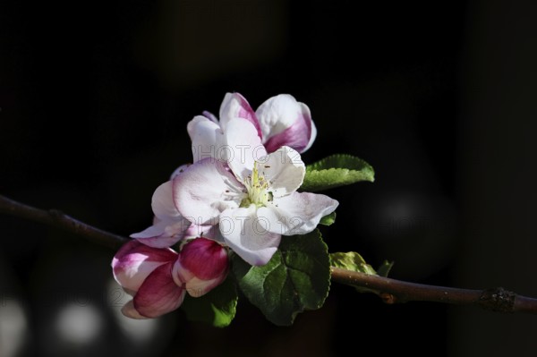 Apple blossoms (Malus), red still closed blossoms and white open blossom with black background, close-up, Wilnsdorf, North Rhine-Westphalia, Germany
