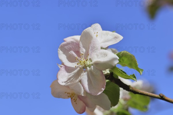 Apple blossoms (Malus), white open blossom with blue sky in the background, close-up, Wilnsdorf, North Rhine-Westphalia, Germany