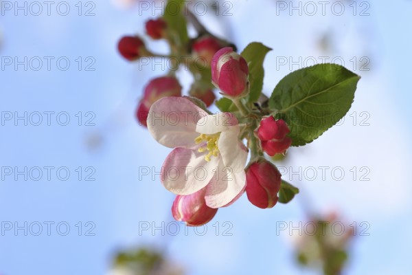 Apple blossoms (Malus), red still closed blossoms and white open blossom with blue sky in the background, close-up, Wilnsdorf, North Rhine-Westphalia, Germany