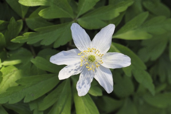 Wood anemone (Anemone nemorosa), flower, close-up, Wilnsdorf, North Rhine-Westphalia, Germany