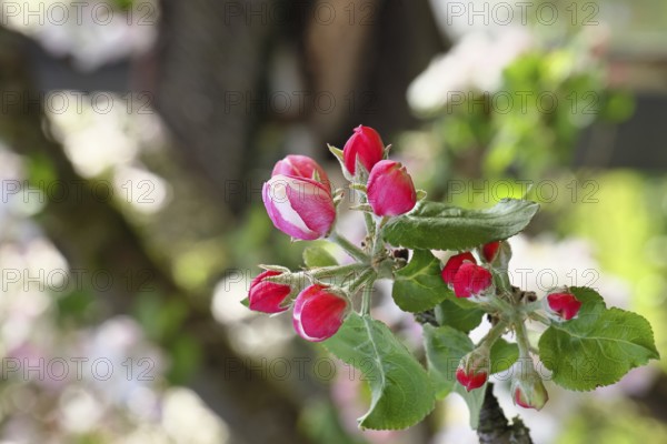Apple blossoms (Malus), red still closed blossoms, close-up, Wilnsdorf, Nordrhein. Westphalia, Germany
