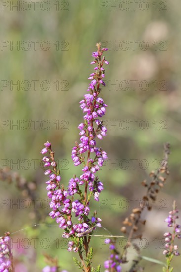 Flowering heather (Calluna vulgaris), heather, Trupacher Heide nature reserve, Siegen, North Rhine-Westphalia, Germany