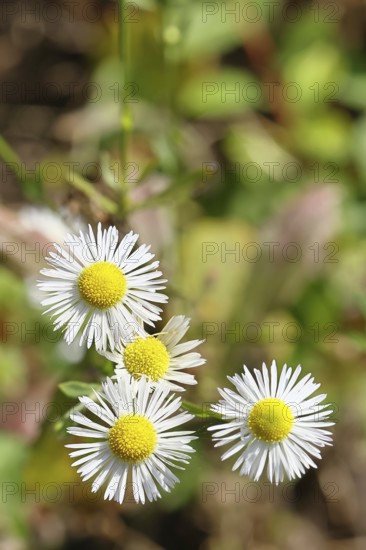 Annual ragweed (Erigeron annuus), by the wayside in a field, Wilnsdorf, North Rhine-Westphalia, Germany