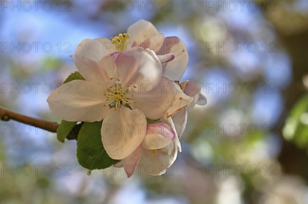 Apple blossoms (Malus), red still closed blossoms and white opened blossom with bokeh in the background, close-up, Wilnsdorf, North Rhine-Westphalia, Germany