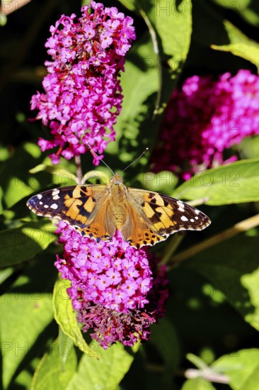 Thistle butterfly (Vanessa cardui) on a Buddleja davidii flower, Wilnsdorf, North Rhine-Westphalia, Germany