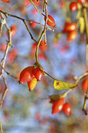 Ripe rosehip fruit of the dog rose (Rosa canina) on a branch, close-up, Wilnsdorf, North Rhine-Westphalia, Germany