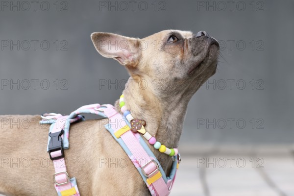 Cute French Bulldog with long healthy nose wearing a y-shaped dog harness and necklace in front of gray wall