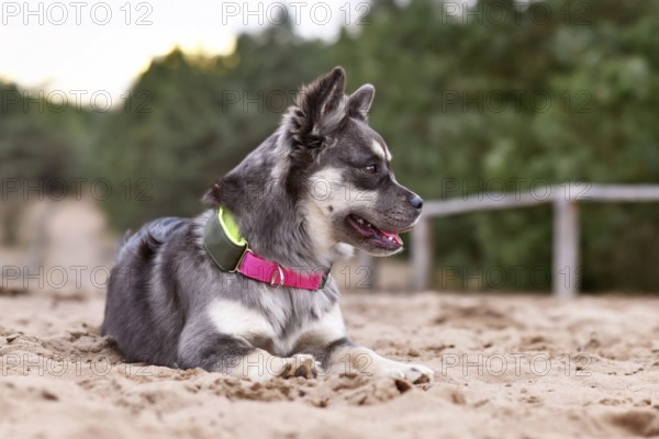 Cute French Bulldog x Siberian Husky dog mix with neon collar