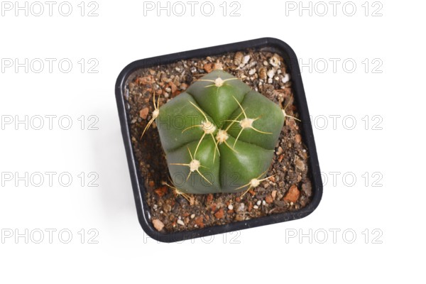 Top view of small 'Gymnocalycium Horstii' cactus plant in black square shaped flower pot on white background