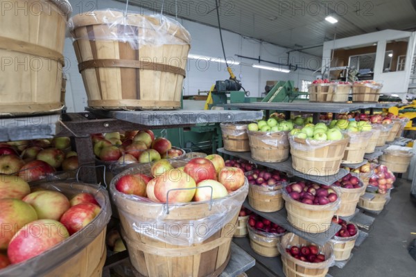 Berrien Springs, Michigan - Fresh apples are sorted and packed at Hildebrand Fruit Farms. Michigan is the second-largest grower of apples in the United States