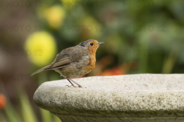 European robin (Erithacus rubecula) adult bird drinking from a garden bird bath, England, United Kingdom