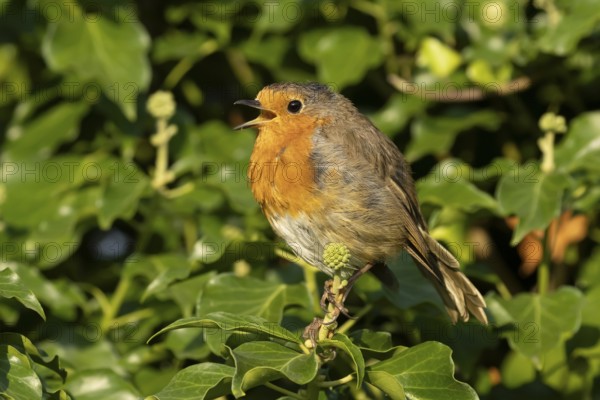 European robin (Erithacus rubecula) adult garden bird singing on an Ivy tree branch, England, United Kingdom