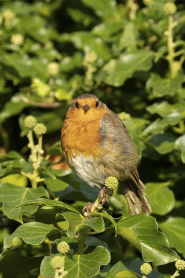European robin (Erithacus rubecula) adult garden bird on an Ivy tree branch, England, United Kingdom