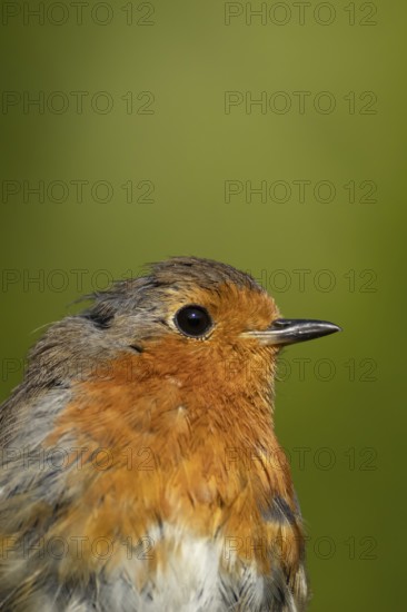 European robin (Erithacus rubecula) adult garden bird head portrait, England, United Kingdom