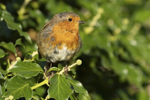 European robin (Erithacus rubecula) adult garden bird on an Ivy tree branch, England, United Kingdom