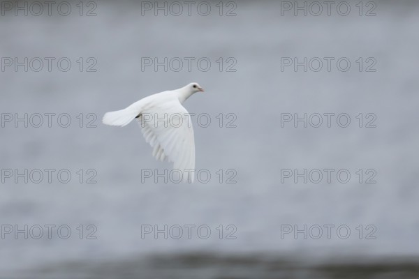 Feral pigeon or White Peace dove (Columba livia domestica) adult bird flying, England, United Kingdom