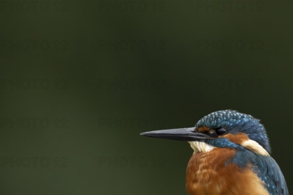 Common kingfisher (Alcedo atthis) adult male bird head portrait, England, United Kingdom