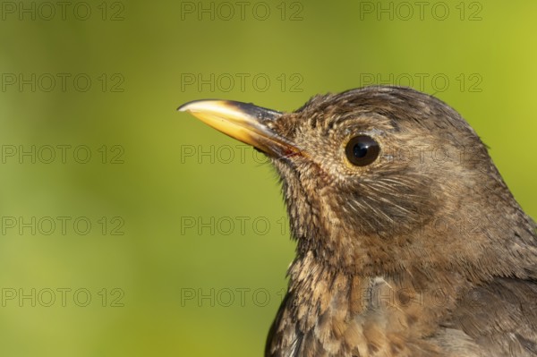 Eurasian blackbird (Turdus merula) adult female bird head portrait, England, United Kingdom