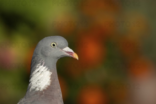 Wood pigeon (Columba palumbus) adult bird head portrait, England, United Kingdom