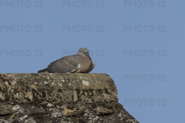 Wood pigeon (Columba palumbus) juvenile baby squab bird resting on an urban house roof, England, United Kingdom