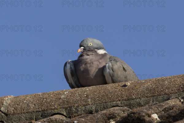 Wood pigeon (Columba palumbus) adult bird resting on an urban house roof, England, United Kingdom