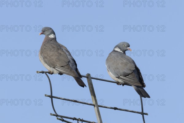 Wood pigeon (Columba palumbus) two adult birds on an urban television aerial, England, United Kingdom