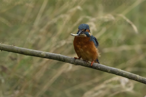 Common kingfisher (Alcedo atthis) adult male bird on a tree branch with a fish in its beak, England, United Kingdom