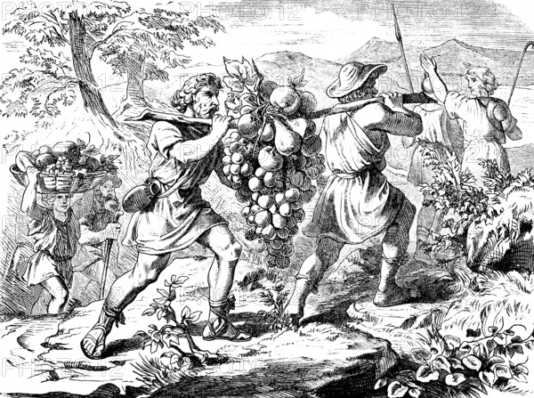 The spies take samples of the fruits of Canaan, God, exploration, brook Estol, vine, figs, pomegranate, children of Israel, agriculture, fruit, wine, grapes, carry, basket, fruit, transport, food, nourishment, fourth book of Moses, chapter 13, Old Testament, Bible, historical illustration 1877
