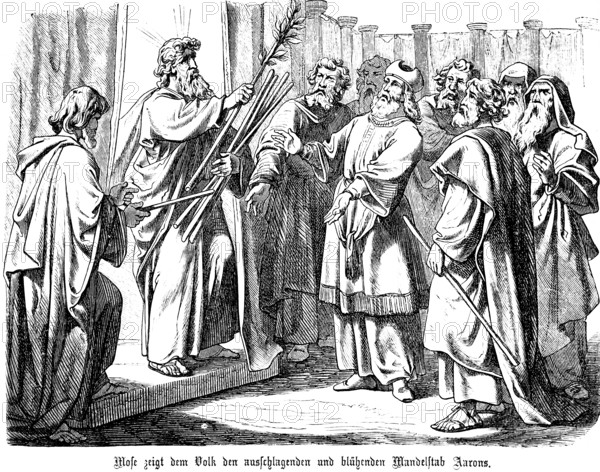 Moses shows the people the sprouting and blossoming almond staff of Aaron, group of men, almond branch, nature, tree, almond, Fourth Book of Moses, chapter 18, Old Testament, Bible, historical illustration 1877