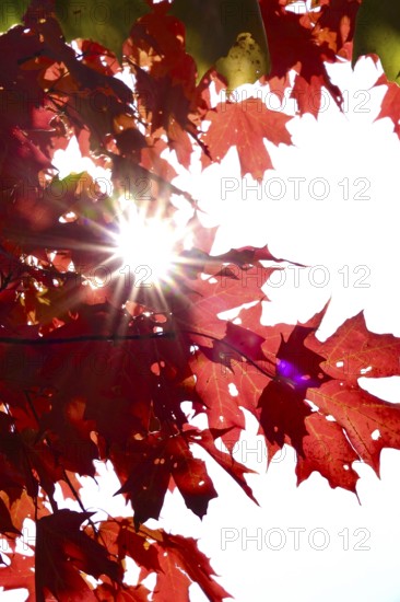 Autumn sun shining through the leaves of a maple tree, October, Germany