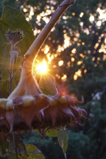 Autumn sun shining through the leaves of sunflowers, October, Germany