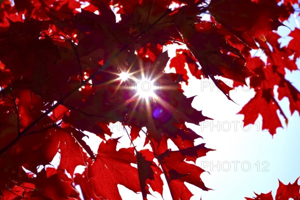Autumn sun shining through the leaves of a maple tree, October, Germany