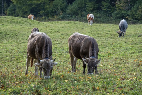 Cattle, cows in a meadow, eating grass, Stillachtal, Oberstdorf, Oberallgäu, Allgäu, Bavaria, Germany