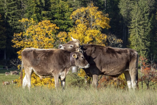 Cattle, 2 cows with cowbells, nestling heads together, autumn coloured trees behind, Stillachtal, Oberstdorf, Oberallgäu, Allgäu, Bavaria, Germany