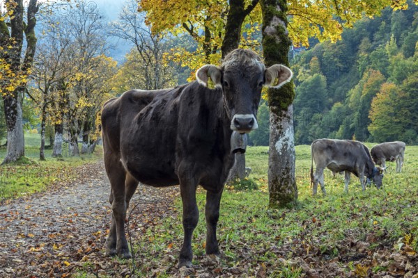 Cattle, cow with cowbell standing on hiking trail between autumn coloured trees, Stillachtal, Oberstdorf, Oberallgäu, Allgäu, Bavaria, Germany