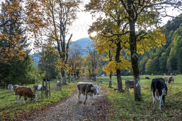 Cattle, cows on hiking trail and meadow, autumn coloured trees, Stillachtal, Oberstdorf, Oberallgäu, Allgäu, Bavaria, Germany