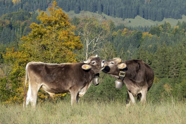 Cattle, 2 cows with cowbells, cow licks another cow on the head, behind autumnal endangered tree. Stillachtal, Oberstdorf, Oberallgäu, Allgäu, Bavaria, Germany