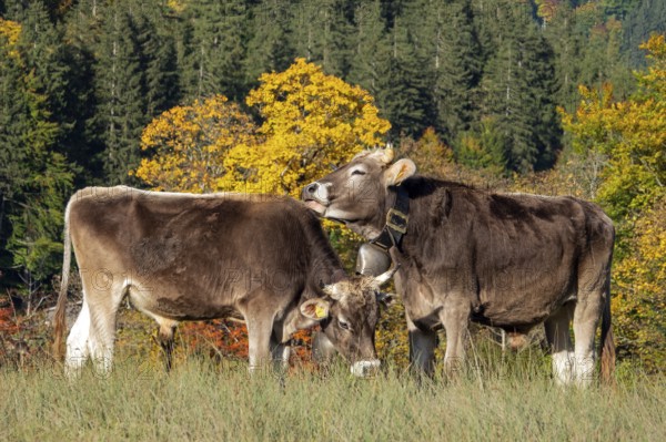 Cattle, 2 cows with cowbells, autumn coloured trees behind, Stillachtal, Oberstdorf, Oberallgäu, Allgäu, Bavaria, Germany