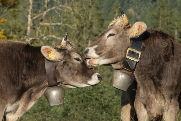 Cattle, 2 cows with cowbells, cow licking another cow on the head, Stillachtal, Oberstdorf, Oberallgäu, Allgäu, Bavaria, Germany