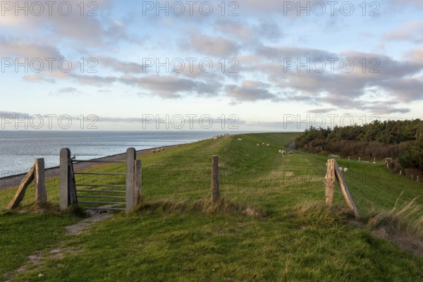 Extensive green dyke with sheep near Utersum, Föhr Island, Schleswig-Holstein, Germany
