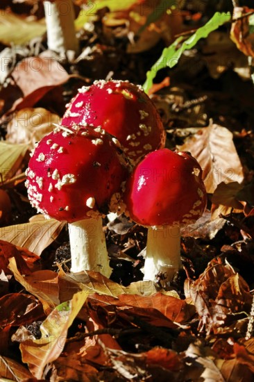 Fairytale toadstools in the forest, autumn, Germany